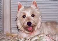 Along comes an Angel